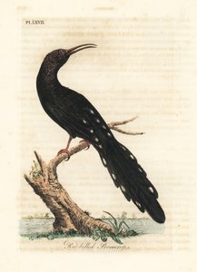 Dudek zielony, Phoeniculus purpureus (Promerops czerwonodzioby, Upupa erythrorynchos). Ręcznie kolorowany miedzioryt narysowany i grawerowany przez Johna Lathama z jego własnej A General History of Birds, Winchester