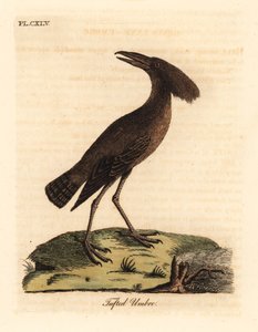 Hamerkop, Scopus umbretta (Umbre czubate). Ręcznie kolorowany miedzioryt narysowany i grawerowany przez Johna Lathama z jego własnej A General History of Birds, Winchester autorstwa John Latham