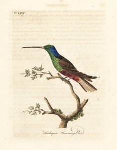 Koliber arlekin, wielobarwny Trochilus. Sfabrykowany okaz w British Museum. Ręcznie kolorowany miedzioryt narysowany i grawerowany przez Johna Lathama z jego własnej A General History of Birds, Winchester autorstwa John Latham