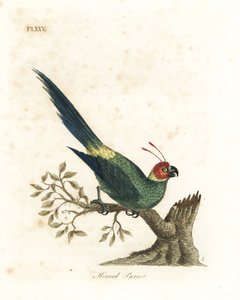 Papuga rogata , Eunymphicus cornutus. Wrażliwy (Papuga rogata, Psittacus bisetis.) Ręcznie barwiony miedzioryt narysowany i grawerowany przez Johna Lathama z jego własnej A General History of Birds, Winchester