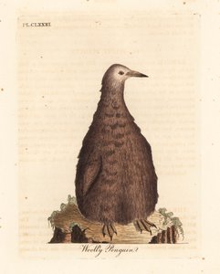 Pingwin królewski, Aptenodytes patagonicus, młodociany (pingwin włochaty). Ręcznie kolorowany miedzioryt narysowany i grawerowany przez Johna Lathama z jego własnej A General History of Birds, Winchester