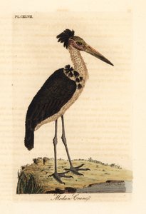 Pomniejszy adiutant, Leptoptilos javanicus. Wrażliwy. (Czaszka Modun.) Ręcznie kolorowany miedzioryt narysowany i grawerowany przez Johna Lathama z jego własnej A General History of Birds, Winchester autorstwa John Latham