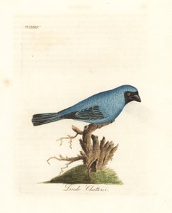 Gadający Lindo. Być może tanager jaskółczy, Tersina viridis, ale z dolną częścią ciała niebieską, a nie białą. Ręcznie kolorowany miedzioryt narysowany i grawerowany przez Johna Lathama z jego własnej A General History of Birds, Winchester