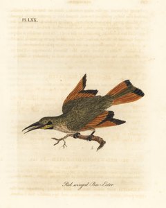 Żołna mała, Merops pusillus (żołna czerwonoskrzydła, Merops erythropterus). Afryka. Ręcznie kolorowany miedzioryt narysowany i grawerowany przez Johna Lathama z jego własnej A General History of Birds, Winchester autorstwa John Latham