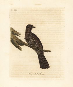 Nowa Zelandia Wyspa Południowa piopio, Turnagra capensis. Wyginąć. (drozd grubodzioby, Turdus crassirostris.) Ręcznie barwiony miedzioryt narysowany i grawerowany przez Johna Lathama z jego własnej A General History of Birds, Winchester autorstwa John Latham