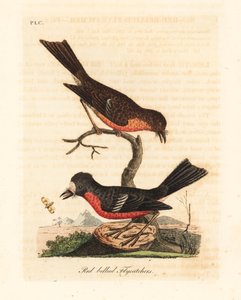 Norfolk Pacific rudzik, Petroica multicolor (muchołówka czerwonobrzucha, Muscicapa erythrogastra). Ręcznie kolorowany miedzioryt narysowany i grawerowany przez Johna Lathama z jego własnej A General History of Birds, Winchester