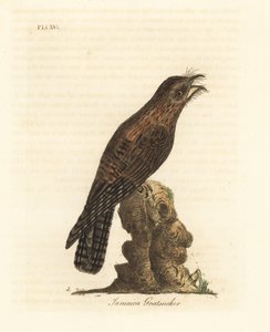 Północny potoo, Nyctibius jamaicensis (jamajski kozi kadzidło, Caprimulgus jamaicensis). Ręcznie kolorowany miedzioryt narysowany i grawerowany przez Johna Lathama z jego własnej A General History of Birds, Winchester