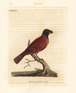 Czerwono-czarny grubodziób, Periporphyrus erythromelas. Prawie zagrożony. (Czarnogłowy grubodziób, Loxia erythromelas.) Ręcznie barwiony miedzioryt narysowany i grawerowany przez Johna Lathama z jego własnej A General History of Birds, Winchester autorstwa John Latham