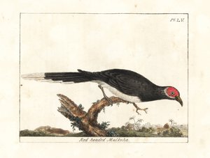 Malkoha czerwona, Phaenicophaeus pyrrhocephalus. Wrażliwy. (Rudogłowa malkoha, Cuculus pyrrhocephalus.) Ręcznie barwiony miedzioryt narysowany i grawerowany przez Johna Lathama z jego własnej A General History of Birds, Winchester autorstwa John Latham