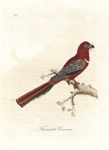 Trogon rudogłowy, Harpactes erythrocephalus (Fasciated curucui, Trogon fasciatus). Ręcznie kolorowany miedzioryt narysowany i grawerowany przez Johna Lathama z jego własnej A General History of Birds, Winchester autorstwa John Latham