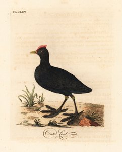 Łyska czubata lub czubata, Fulica cristata. Ręcznie kolorowany miedzioryt narysowany i grawerowany przez Johna Lathama z jego własnej A General History of Birds, Winchester autorstwa John Latham