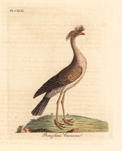 Czerwononogi seriema lub czubaty cariama, Cariama cristata (brazylijska cariama, Palamedea cristata). Ręcznie kolorowany miedzioryt narysowany i grawerowany przez Johna Lathama z jego własnej A General History of Birds, Winchester autorstwa John Latham