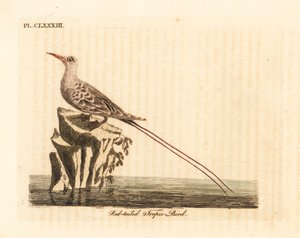 Ptak zwrotnik rdzawosterny, Phaethon rubricauda (Phaeton phoenicurus). Ręcznie kolorowany miedzioryt narysowany i grawerowany przez Johna Lathama z jego własnej A General History of Birds, Winchester