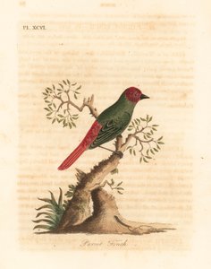 Dziwonia rdzawoszyja, Eritrea psittacea (Dzwoń papuga, Fringilla psittacea). Ręcznie kolorowany miedzioryt narysowany i grawerowany przez Johna Lathama z jego własnej A General History of Birds, Winchester autorstwa John Latham