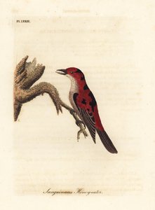 Myzomela szkarłatna, Myzomela sanguinolenta (Sangwiniczny miodożer, Certhia sanguinolenta). Australia. Ręcznie kolorowany miedzioryt narysowany i grawerowany przez Johna Lathama z jego własnej A General History of Birds, Winchester autorstwa John Latham
