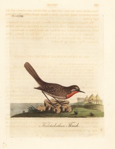 Rubythroat syberyjski, Luscinia calliope (drozd Kamschatkan, Turdus calliope). Ręcznie kolorowany miedzioryt narysowany i grawerowany przez Johna Lathama z jego własnej A General History of Birds, Winchester autorstwa John Latham