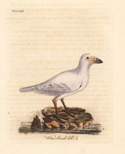 Pochwa śnieżna, Chionis albus (Pochwa biała, pochwa chionis). Ręcznie kolorowany miedzioryt narysowany i grawerowany przez Johna Lathama z jego własnej A General History of Birds, Winchester autorstwa John Latham