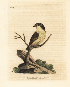 Pardalota prążkowana, Pardalotus striatus (Manakin pręgowany, Pipra striata). Ręcznie kolorowany miedzioryt narysowany i grawerowany przez Johna Lathama z jego własnej A General History of Birds, Winchester autorstwa John Latham