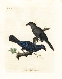 Szpak prążkowany, Aplonis striata (Wałek błękitno pręgowany, Coracias striata). Ręcznie kolorowany miedzioryt narysowany i grawerowany przez Johna Lathama z jego własnej A General History of Birds, Winchester autorstwa John Latham