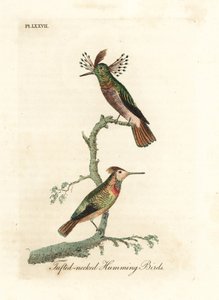 Kurczak czubaty, Lophornis ornatus (kolibry czubate, Trochilus ornatus). Mężczyzna i kobieta. Ręcznie kolorowany miedzioryt narysowany i grawerowany przez Johna Lathama z jego własnej A General History of Birds, Winchester autorstwa John Latham