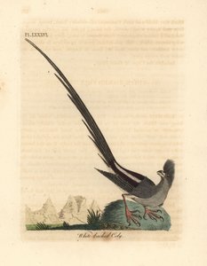 Mysz białogrzbiety, Colius colius (coli białogrzbiety, Colius leuconotus). Ręcznie kolorowany miedzioryt narysowany i grawerowany przez Johna Lathama z jego własnej A General History of Birds, Winchester autorstwa John Latham
