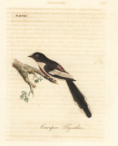 Minivet białobrzuchy, Pericrocotus erythropygius (muchołówka cawnpore). Indie. Ręcznie kolorowany miedzioryt narysowany i grawerowany przez Johna Lathama z jego własnej A General History of Birds, Winchester autorstwa John Latham