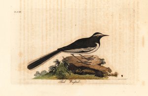 Pliszka białobrewa, złota pliszka szeroka, Motacilla maderaspatensis. (Pliszka stóp Indii). Ręcznie kolorowany miedzioryt narysowany i grawerowany przez Johna Lathama z jego własnej A General History of Birds, Winchester autorstwa John Latham