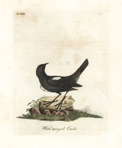 Tanager białoskrzydły, Tachyphonus luctuosus (Wilga białoskrzydła, Oriolus leucopterus). Ręcznie kolorowany miedzioryt narysowany i grawerowany przez Johna Lathama z jego własnej A General History of Birds, Winchester autorstwa John Latham