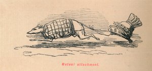 Wzajemne przywiązanie, 1852 autorstwa John Leech