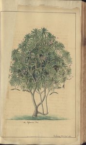 Strona z „Elegancies of Jamaica” autorstwa John Lindsay
