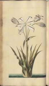 Strona z „Elegancies of Jamaica” autorstwa John Lindsay