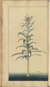 Strona z „Elegancies of Jamaica” autorstwa John Lindsay