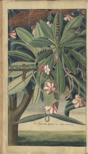 Strona z „Elegancies of Jamaica” autorstwa John Lindsay