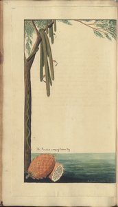 Strona z „Elegancies of Jamaica”, 246