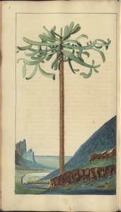 Strona z „Elegancies of Jamaica”, 262 autorstwa John Lindsay