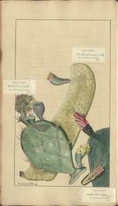 Strona z „Elegancies of Jamaica”, 266 autorstwa John Lindsay