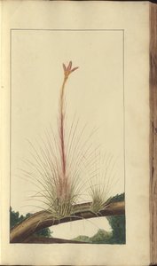 Strona z „Elegancies of Jamaica”, 291 autorstwa John Lindsay