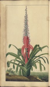 Strona z „Elegancies of Jamaica”, 300 autorstwa John Lindsay