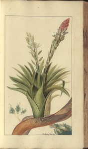 Strona z „Elegancies of Jamaica”, 303 autorstwa John Lindsay