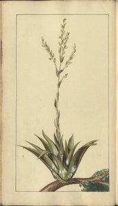 Strona z „Elegancies of Jamaica”, 306 autorstwa John Lindsay