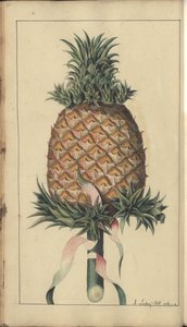 Strona z „Elegancies of Jamaica”, 340 autorstwa John Lindsay