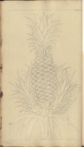 Strona z „Elegancies of Jamaica”, 344 autorstwa John Lindsay