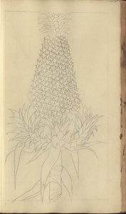 Strona z „Elegancies of Jamaica”, 345 autorstwa John Lindsay