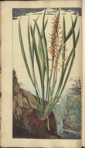 Strona z „Elegancies of Jamaica”, 348 autorstwa John Lindsay