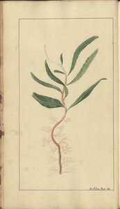 Strona z „Elegancies of Jamaica”, 354