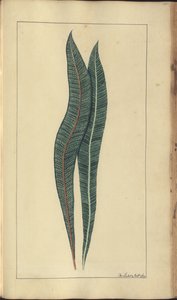 Strona z „Elegancies of Jamaica”, 357 autorstwa John Lindsay
