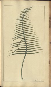 Strona z „Elegancies of Jamaica”, 373 autorstwa John Lindsay
