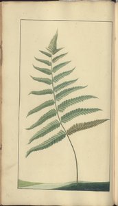 Strona z „Elegancies of Jamaica”, 382 autorstwa John Lindsay
