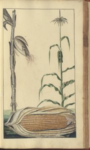 Strona z „Elegancies of Jamaica”, 445 autorstwa John Lindsay