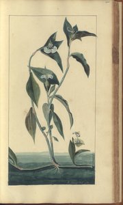 Strona z „Elegancies of Jamaica”, 455 autorstwa John Lindsay